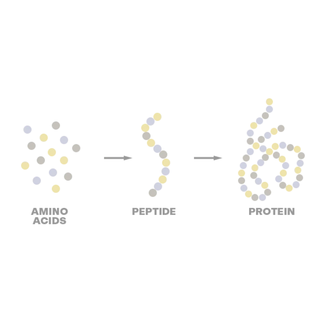 <p>DIE WISSENSCHAFT HINTER PEPTIDEN IN DER HAUTPFLEGE</p>
