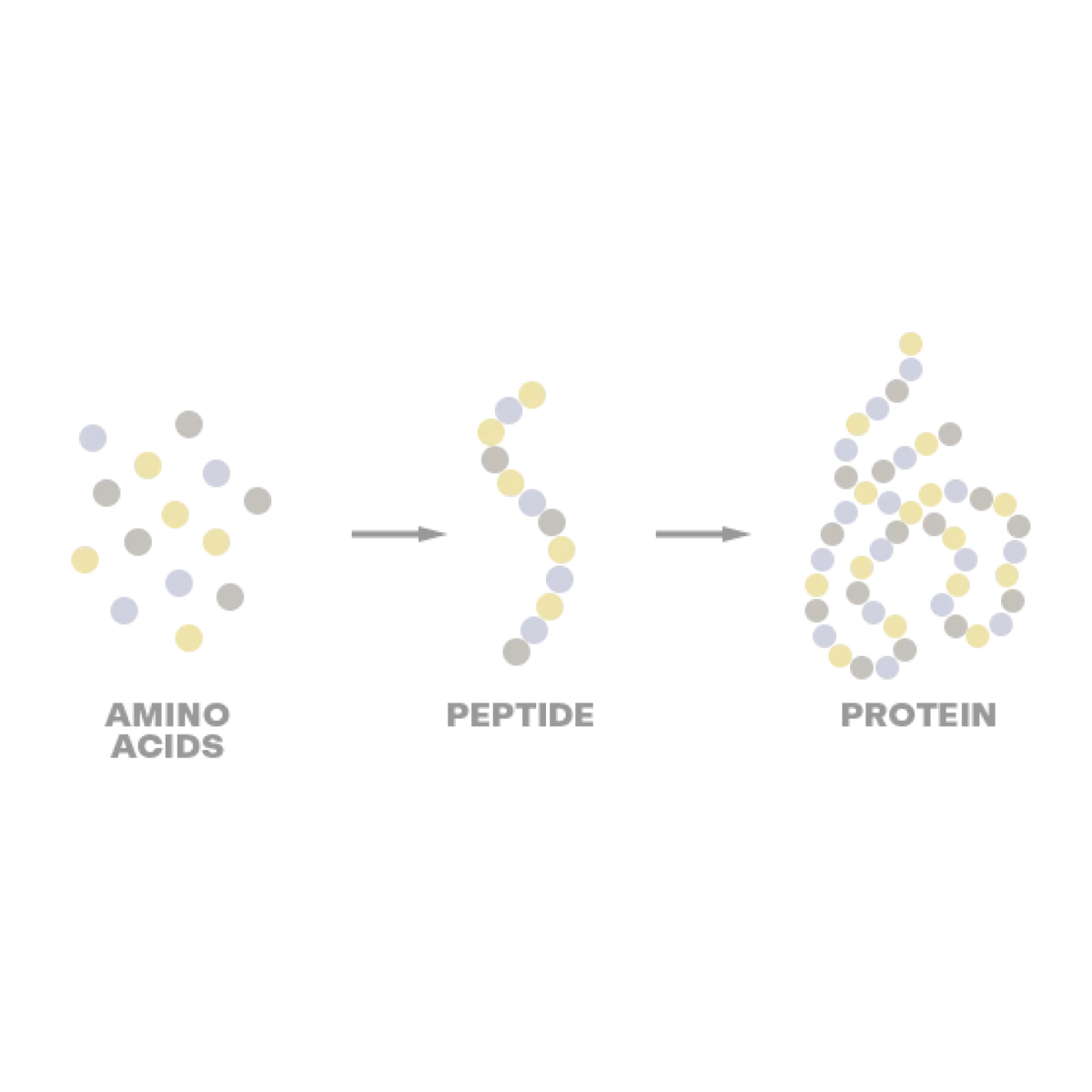 <p>DIE WISSENSCHAFT HINTER PEPTIDEN IN DER HAUTPFLEGE</p>
